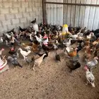 دجاج للبيع