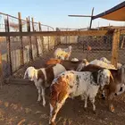 طليان سواكن مرابى تم البيع