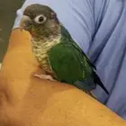 محمية الطيور المغردة