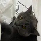 قط للبيع