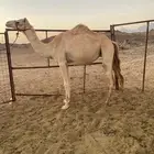 ناقه حره للبيع