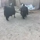 معزا عوارض طيبه النوع عارضي
