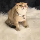 سكوتش فولد بسعر مغري