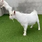 فحل معرف مكس ابيض صك قزم