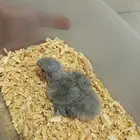 محمية الطيور المغردة