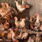 دجاج بلدي وفيومي