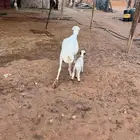 رفيد كل وحده تحتها واحد