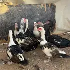 بط مصري ذكر وسبع اناثي