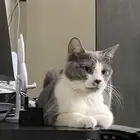 قطه للتبني