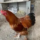 دجاج براهما