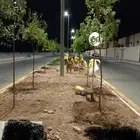 مشتل مؤسسة ميم للتشجير نيم لبخ أكاسيا لسان العصفور باركنسوني