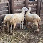 للبيع 3 رخيل بلدي تربية