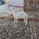 رخل حريه
