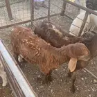 سواكن جذعان مرابي