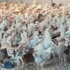 صوص بلدي محصن عمره 20 يوم