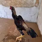 شامو ياباني