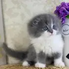 كيتن سكوتش لونغ هير برتش بيور قطوه قط قطط بيرشن سكوتش فولد