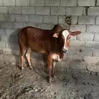 حسيله عمر سنه وثمان اشهر
