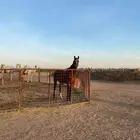 حصان