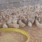 صوص بلدي عمر 5 أيام