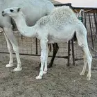 قعود قصب مغلق شحم يجمل