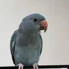 عصفور دره هولندي لون تركوازي