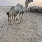خلفه وضحا ام رابع تحتها بكره طيبه