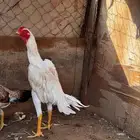 ديك شامو ياباني