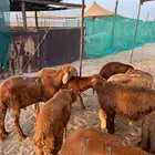 سواكني حمري تربيه للبيع
