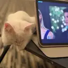 قطه شيرازيه