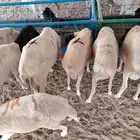 تيوس وبرابر نخب أول بأسعار ولا في الخيال