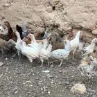 دجاج بلدي