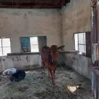 تبيع