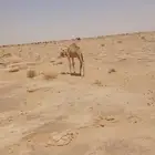 حشو للبيع