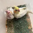 فروخ كروان لاتينو تم البيع