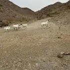 جفار وتيوس بيشيات