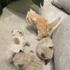 بسم الله ماشاءالله قطط كتنز
