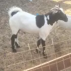 تيوس بلدي على الشرط تابي وتمارا