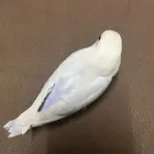 طير روز أليف