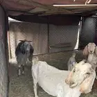 أعراض لكم معزا 5عليه 5 أسنان وتيس فحل السوم ماسيمت الموقع