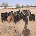 ماعز