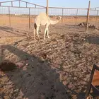 قعود للبيع على حليب امه