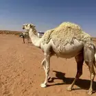 بكره للبيع