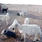 خلفات و دفيع