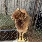 السلام عليكم خروف سنه ثني