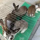 أرانب إناث صحة جيدة وذكر