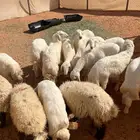 طليان 11 حريات و4 نعيم مغلقه شحم السوم 1150