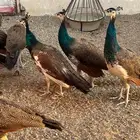 للبيع ذكور طاووس