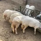 ضان للبيع