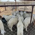 طليان اضاحي العمر 5 اشهر العدد 11 رأس الموقع عليب